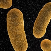Descubren el secreto de las bacterias para resucitar, incluso después de siglos de latencia