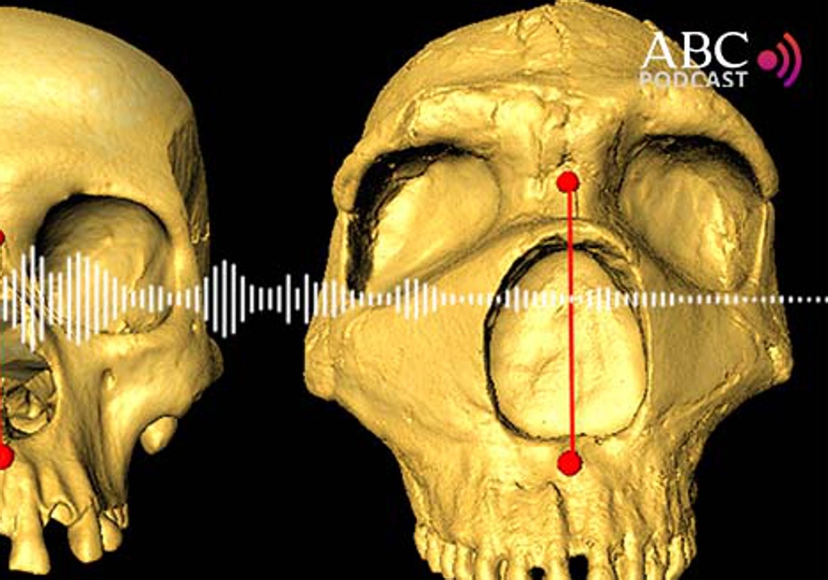 Neandertales... por narices