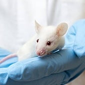 La última receta de la eterna juventud: restringir el oxígeno alarga la vida en mamíferos