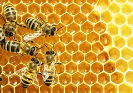¿Cómo consiguen las abejas fabricar la miel?