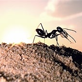 Las hormigas del desierto que construyen torres para que nadie se pierda