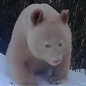 Un panda gigante albino es captado de forma única por las cámaras de China