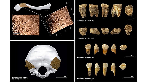 Algunos de los restos humanos recuperados en la Cueva de les Teixoneres, incluyendo los fragmentos de occipital recuperados durante la campaña de este año