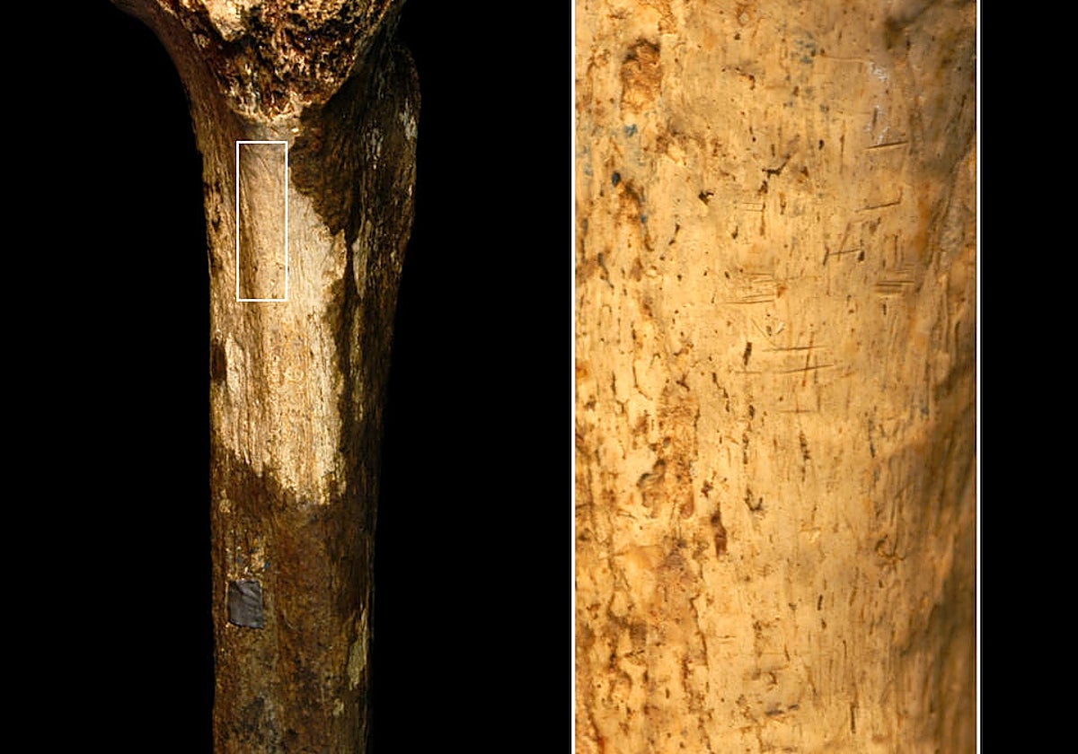 Imagen de la tibia humana de hace 1,45 millones de años y ampliación de la zona con las 9 marcas de herramientas