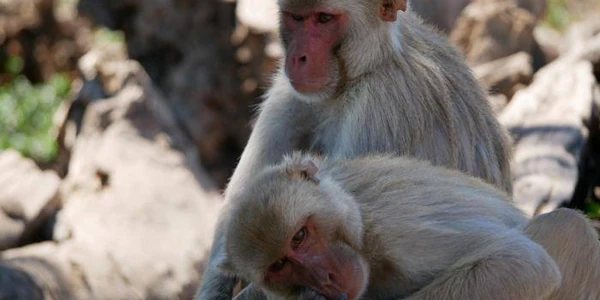 Homosexual, hereditary and very common behavior among macaques