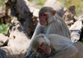 El comportamiento homosexual, hereditario y muy usual entre macacos