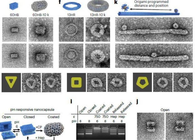 Aplicabilidad del recubrimiento de la cápside sobre estructuras de diferente espesor y forma