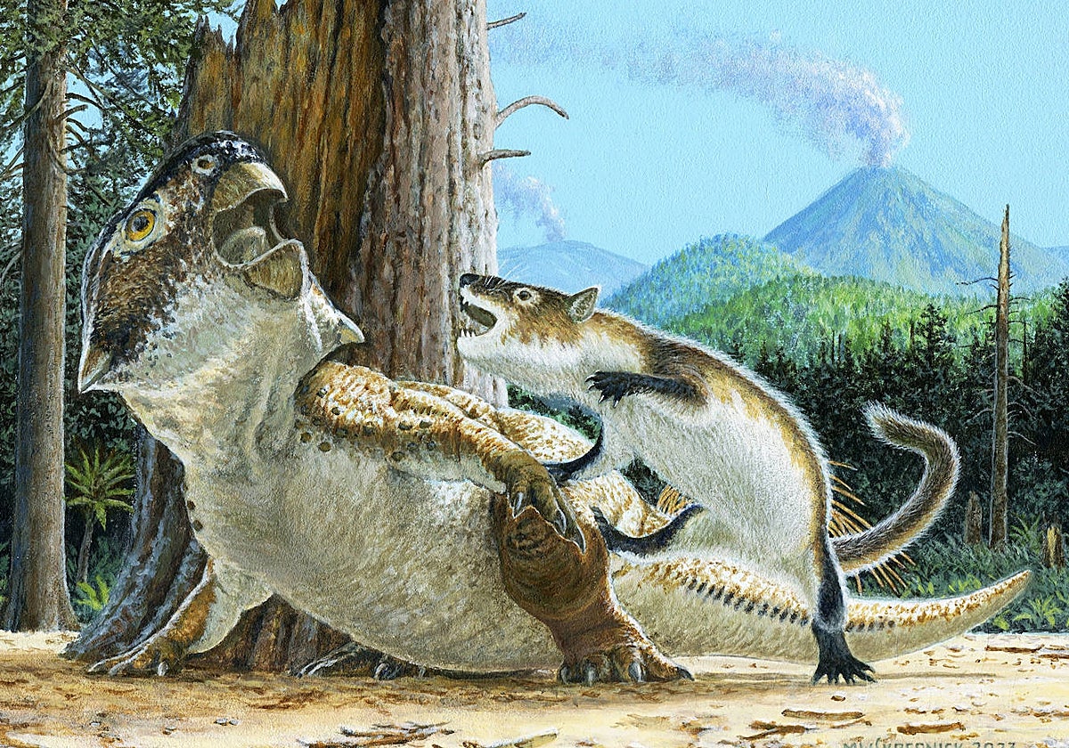 Ilustración que muestra a Repenomamus robustus mientras ataca a Psittacosaurus lujiatunensis momentos antes de que un flujo de escombros volcánicos los entierre a ambos, hace 125 millones de años