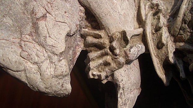 Detalle del fósil que muestra la pata izquierda de Repenomamus envuelta alrededor de la mandíbula inferior del dinosaurio