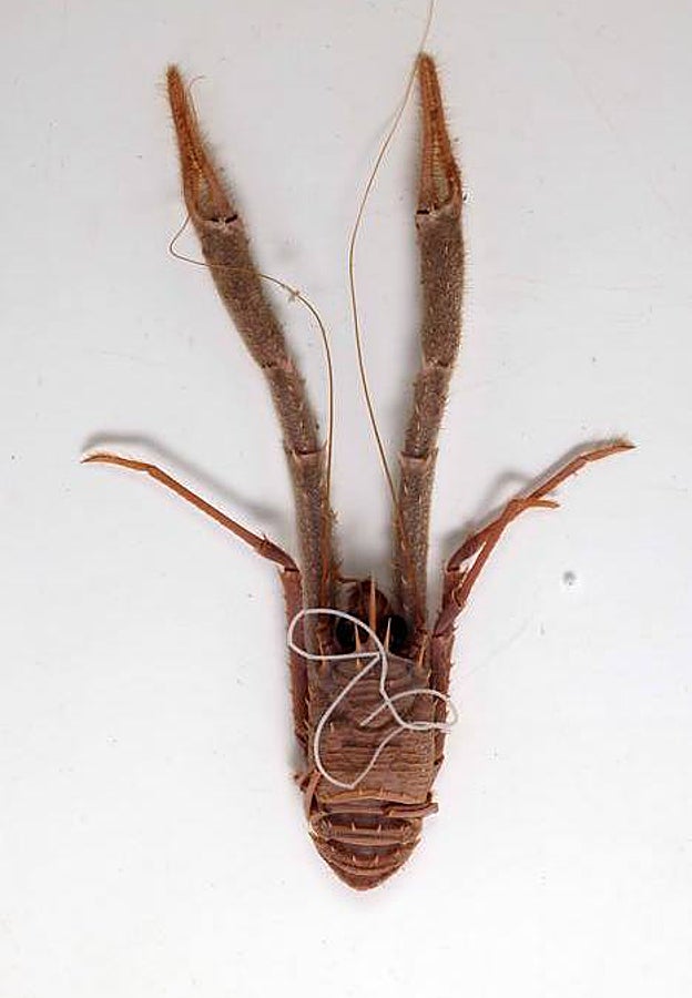 Fotografías escenificadas de un bogavante (muerto) anfitrión Munida sp., de Noruega, con un gusano marino