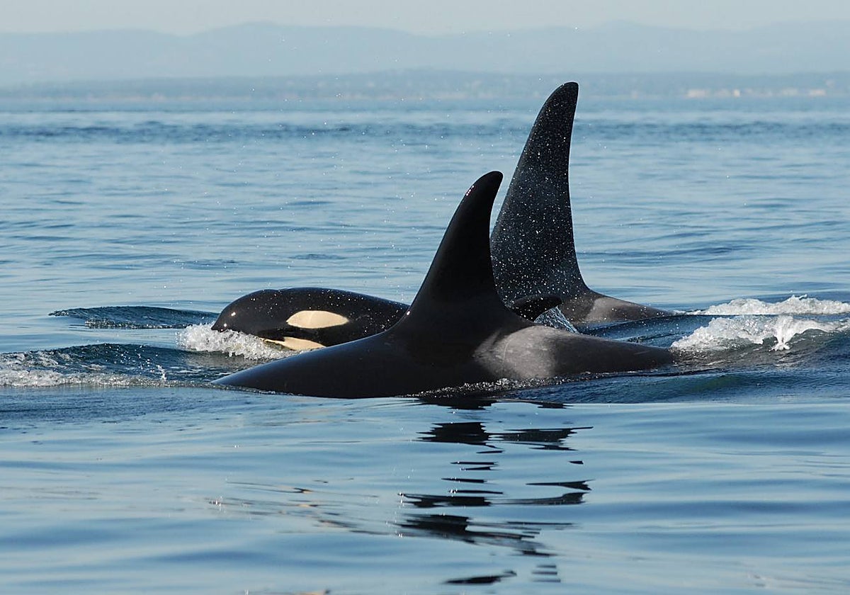 Una orca macho y su madre menopáusica, en el Pacífico