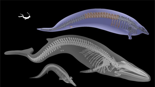 Modelo en 3D del esqueleto de la nueva especie (arriba) junto al de una ballena azul (en el centro; aunque era más larga, el P. colossus igualaba o superaba su masa) y un pariente cercano más pequeño (Cynthiacetus peruvianus)