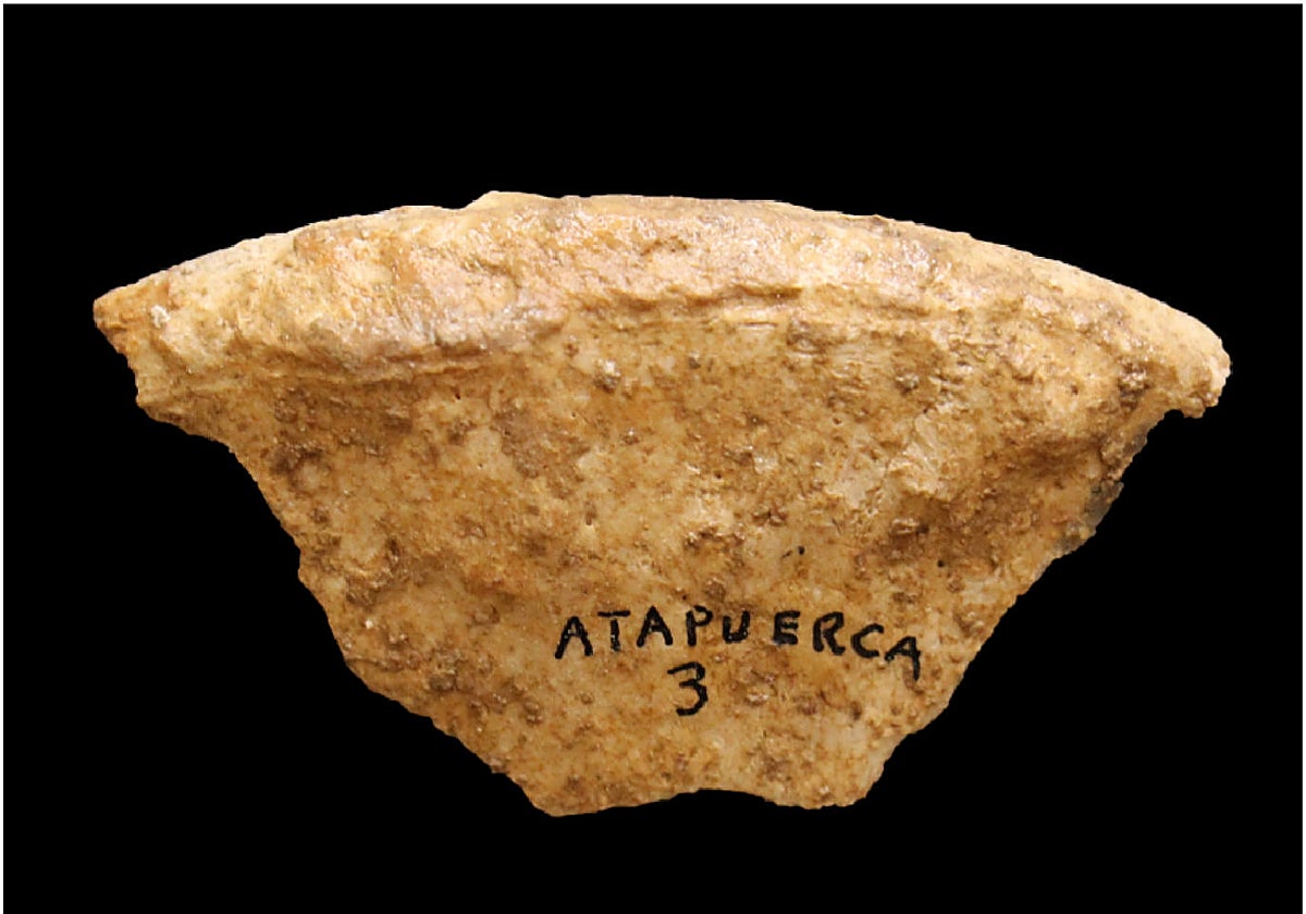 Fragmento de uno de los huesos hallados en la Galería del Sílex que pertenece al Neolítico temprano