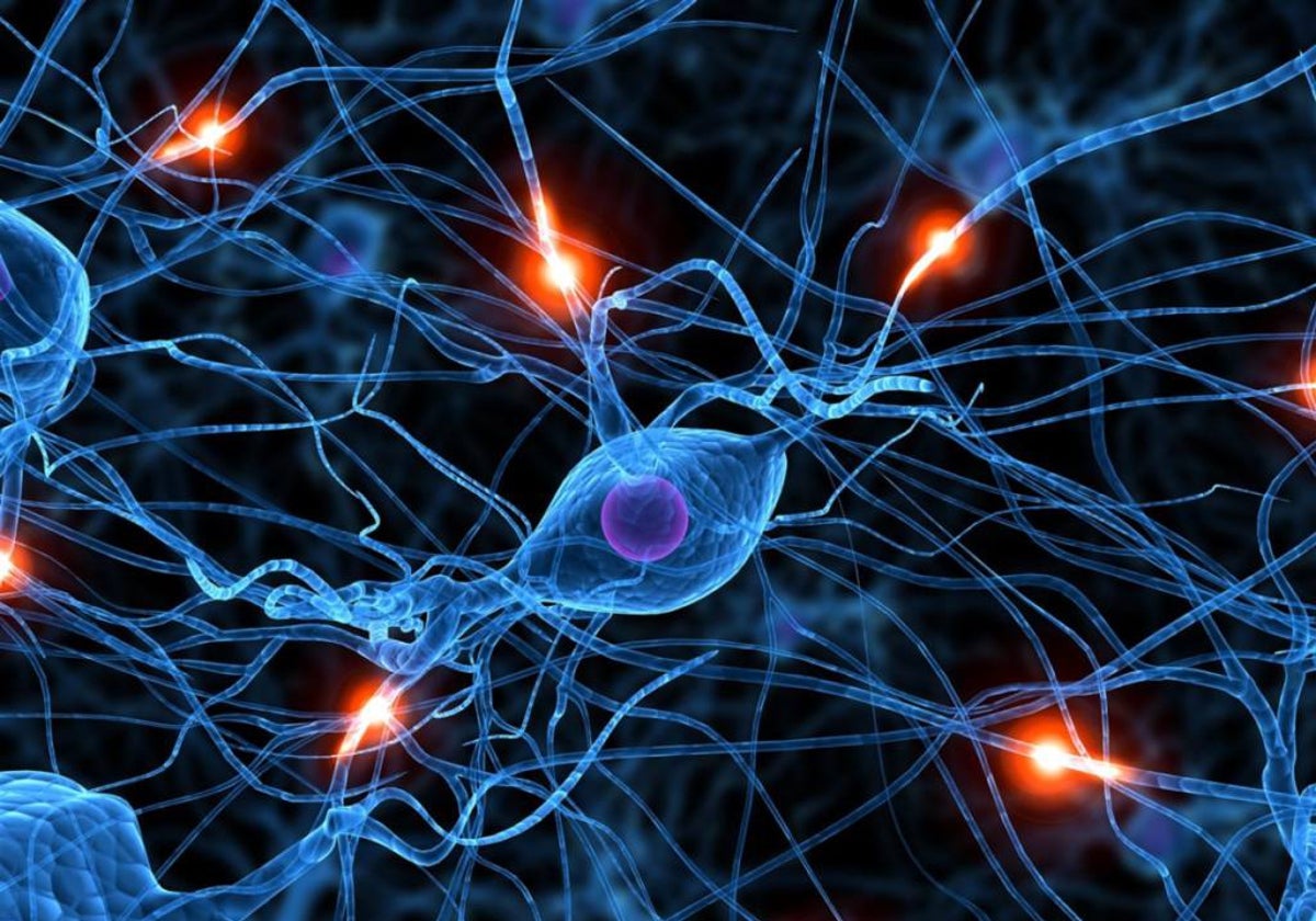 Las neuronas cerebrales transmiten información unas a otras por medio de la sinapsis