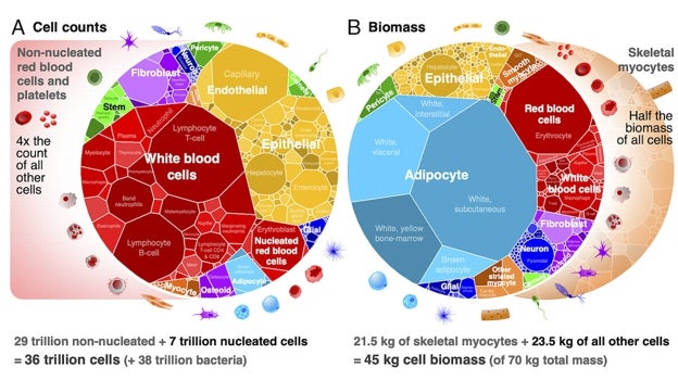 Los distintos tipos de células contribuyen por igual a la masa total del cuerpo, independientemente de su tamaño