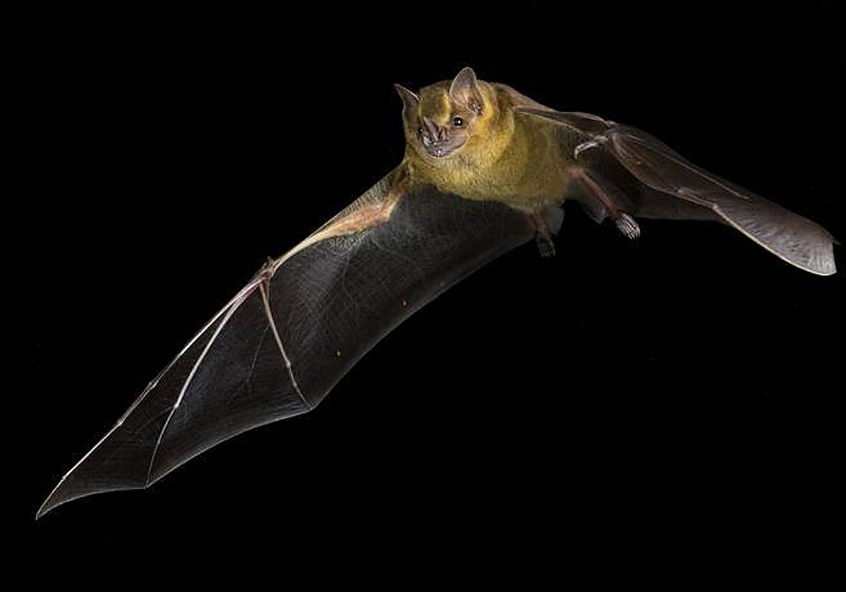 Artibeus jamaicensis, el murciélago de la fruta de Jamaica