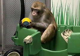 Un grupo de médicos denuncia la muerte de doce monos en los ensayos de chips cerebrales de Elon Musk