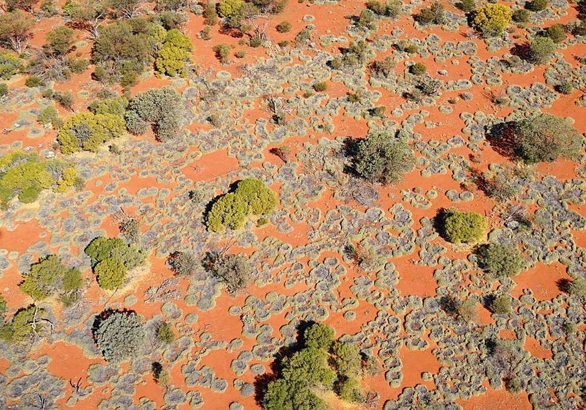 Vista aérea de varios círculos de hada, donde la hierba crece alrededor de huecos desnudos de vegetación, en Australia