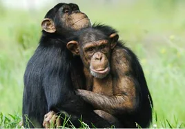 El comportamiento homosexual en mamíferos: lejos de un rasgo aberrante, una adaptación