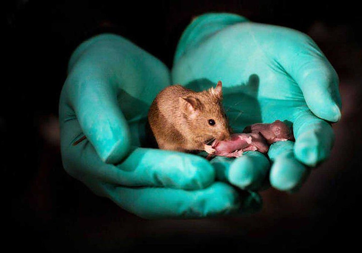 Crías de ratón con su madre