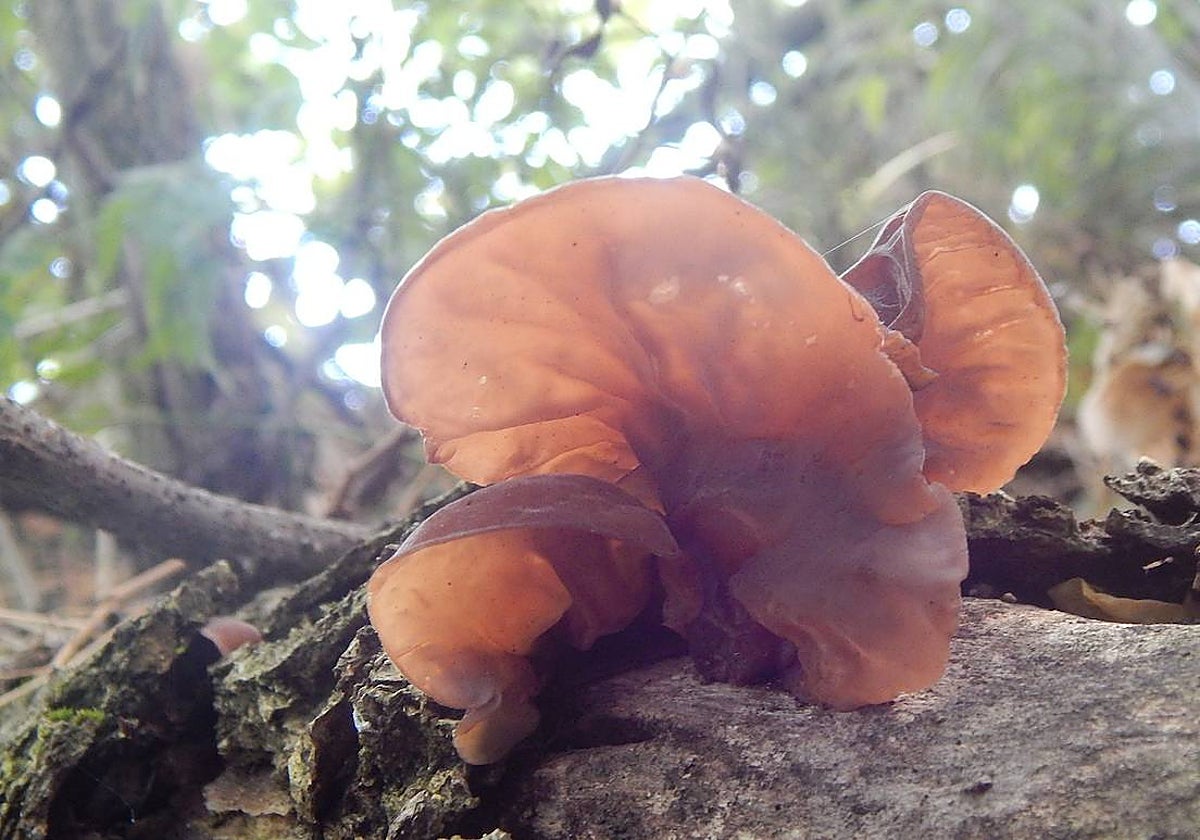 El hongo Auricularia auricula-judae, conocido como oreja de Judas, se presenta cada vez más como oreja de gelatina u oreja de madera