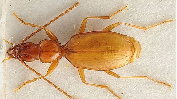 El escarabajo A. hitleri