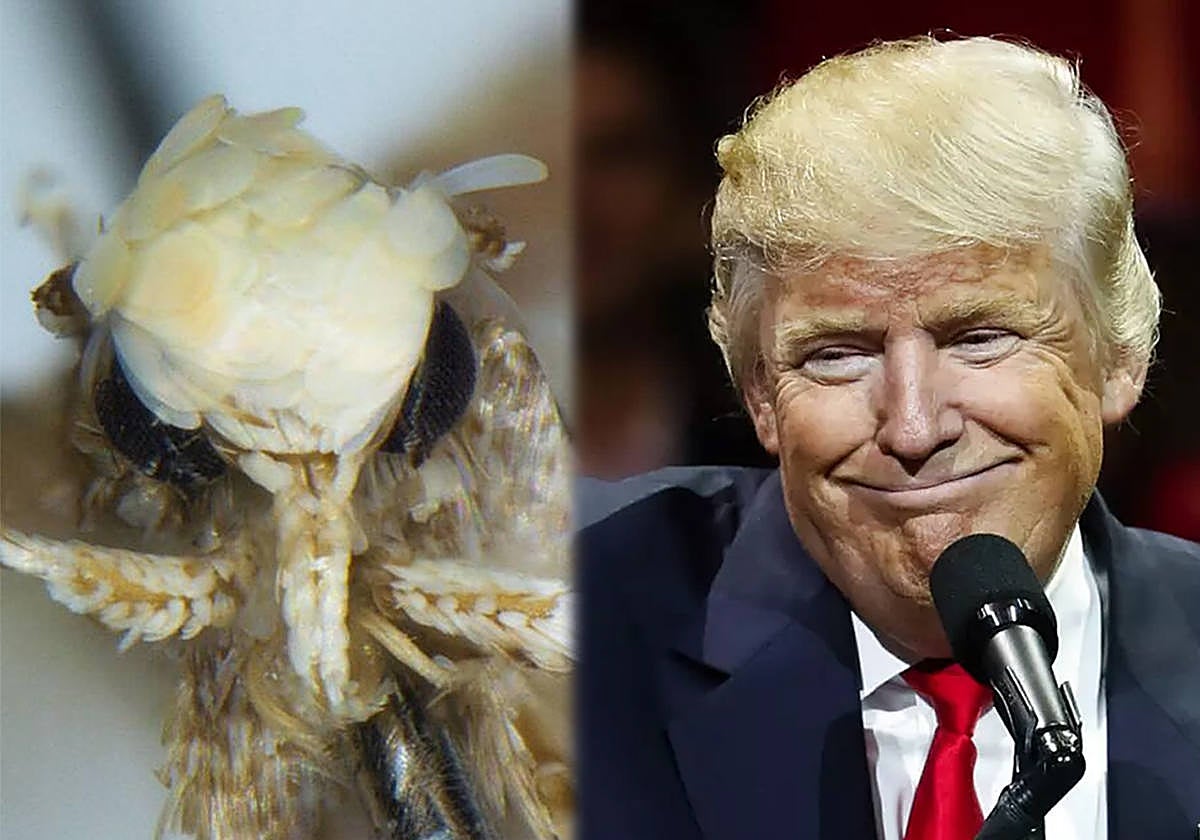 La polilla Neopalpa donaldtrumpi y Donald Trump