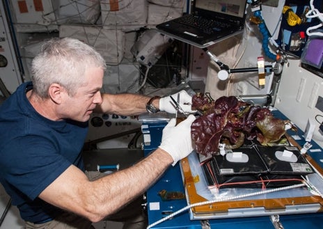 Imagen secundaria 1 - Arriba, la astronauta de la NASA Serena Aunon-Chancellor cosecha col rizada y lechuga; abajo a la izquierda, Steve Swanson, también de la agencia espacial estadounidense, cuida de las lechugas; a la derecha, primer plano de unos hongos creciendo en la ISS