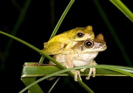 Las ranas hembras se hacen las muertas para no aparearse con los machos que rechazan