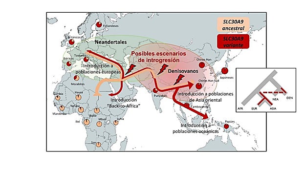 Distribución geográfica de la sustitución identificada en el gen SLC30A9 en poblaciones humanas actuales y posibles escenarios de introgresión denisovana