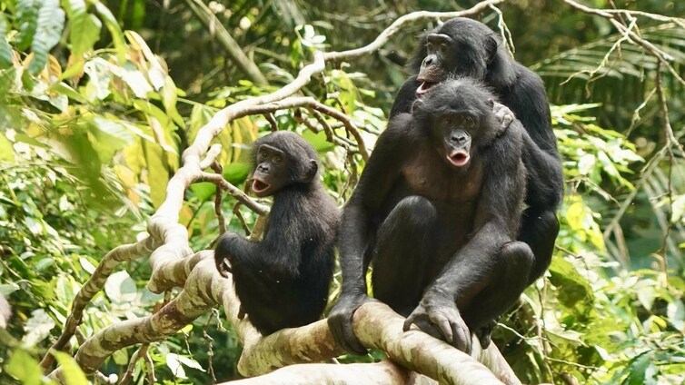 Los humanos no son los únicos que cooperan con extraños: los bonobos también lo hacen