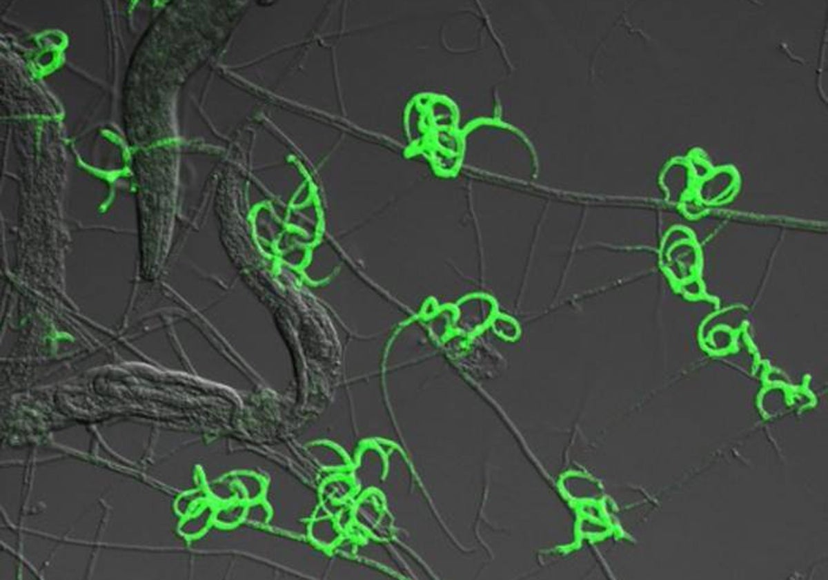 En verde brillante, las trampas creadas por las bacterias para atrapar a los gusanos (traslúcidos)