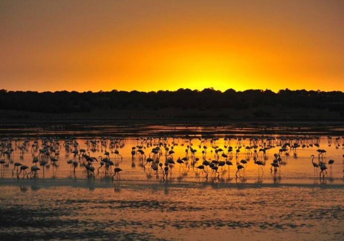 Atardecer en Doñana