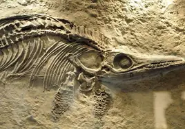 Este 'dragón' japonés aterrorizó los mares hace 72 millones de años
