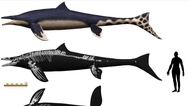 El Wakayama Soryu tenía aproximadamente el tamaño de un gran tiburón blanco y vivió hace más de 72 millones de años, durante la era del Tyrannosaurus rex y otros dinosaurios del Cretácico tardío