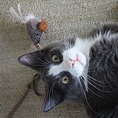 Manipulación gatuna: a la hora de divertirse, ellos deciden cómo, con quién, cuándo, dónde y a qué se juega