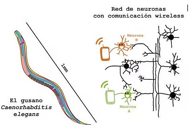 El cerebro tiene su propia wifi: comunicaciones inalámbricas del sistema nervioso