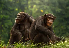 Los simios recuerdan a sus amigos incluso sin haberles visto durante décadas