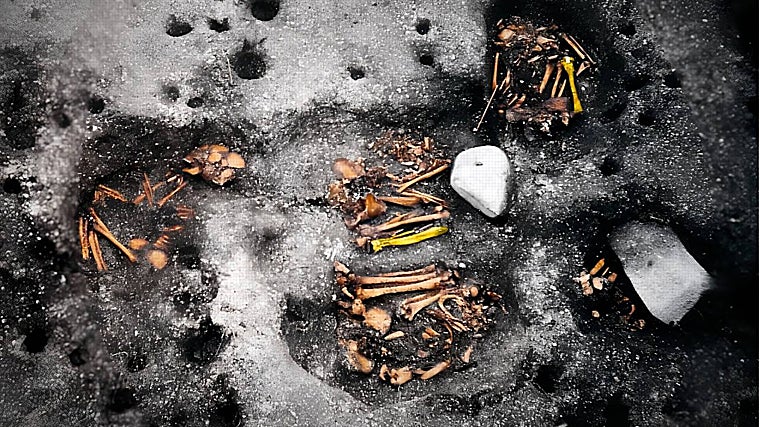 Esqueletos de Jabuticabeira II