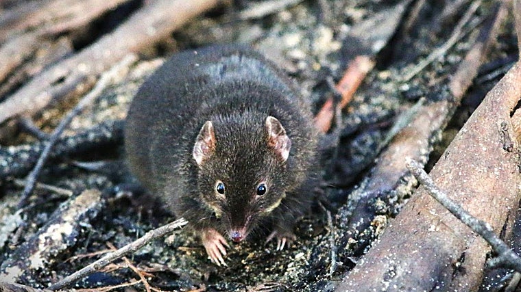 Un antequino en Cabo Otway, Australia