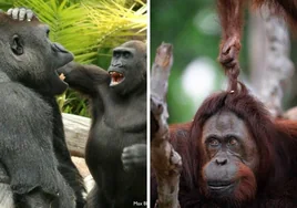 ¿Tienen los simios sentido del humor?