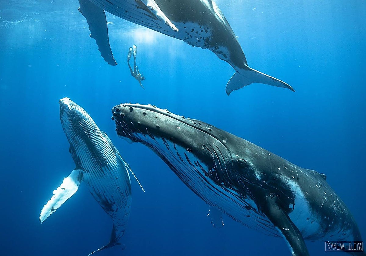 Las ballenas jorobadas cantan cada vez más: un estudio revelado detecta un aumento del 34% al 76% entre 2015 y 2021. 2 Así logran las ballenas emitir el canto más intrigante del mundo