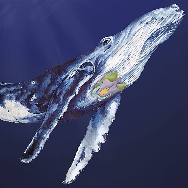 Pintura de ballena jorobada indicando los cartílagos de la laringe