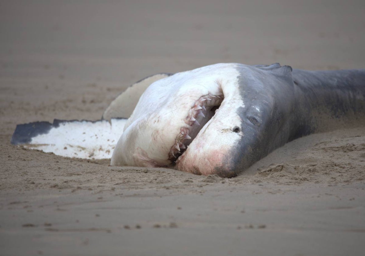 Foto del cadáver de un gran tiburón blanco