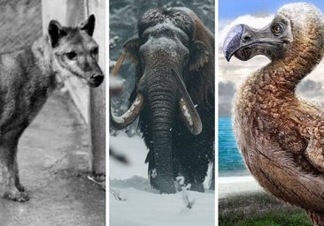 Colossal Biosciences, la empresa que quiere 'resucitar' animales extintos para salvar la Tierra