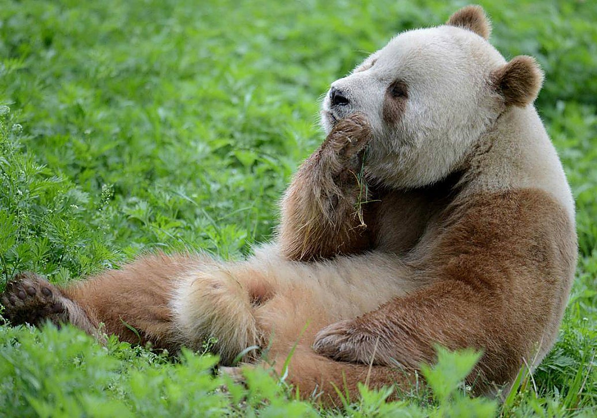 Qi Zai, el panda marrón en cautividad