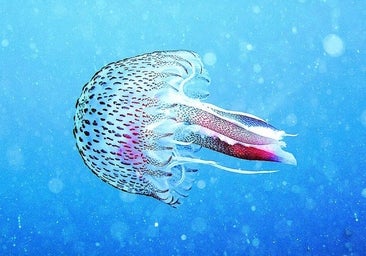 Descubren una propiedad desconocida de las medusas que ayudará a resolver crímenes