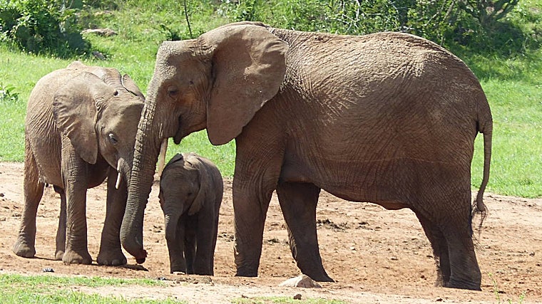 Una elefante hembra con dos crías. Los elefantes machos son más grandes que las hembras