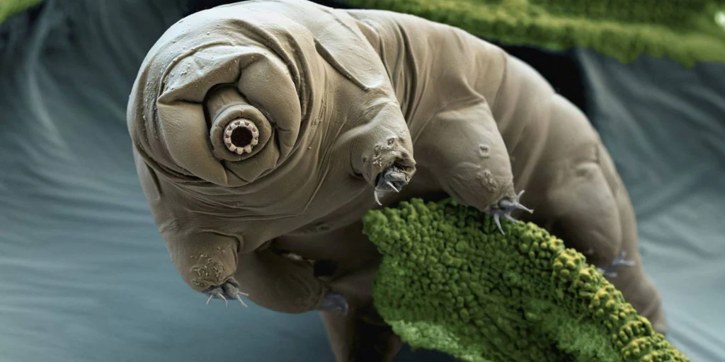 They introduce tardigrade proteins into human cells, and that's what happened