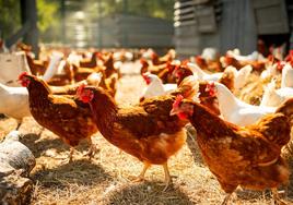 La cría de gallinas comenzó en Asia central hace 2.400 años